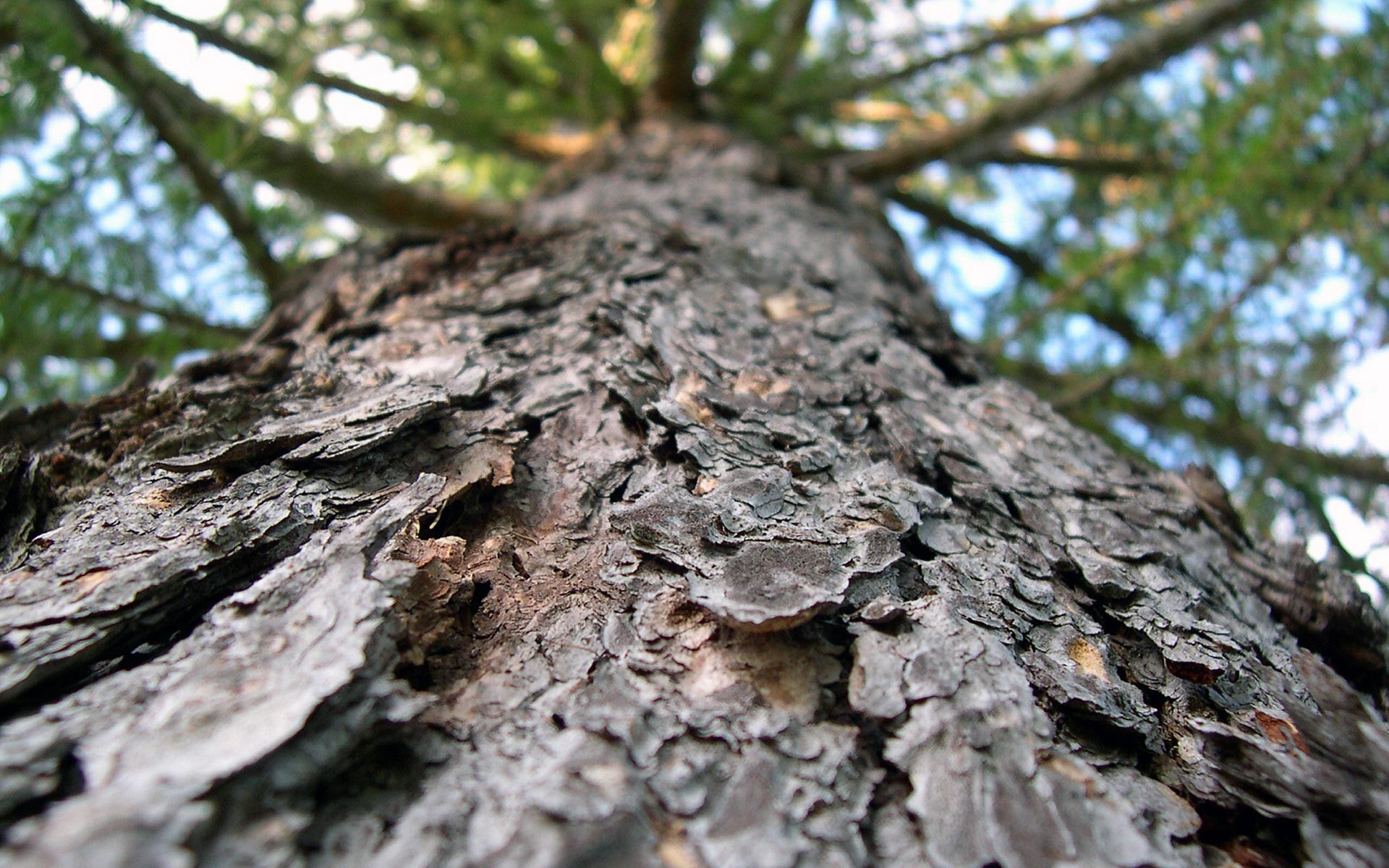tree wallpaper bark