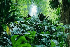 tropical forest A2 amazing
