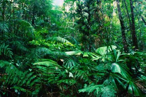 tropical forest A4 unique