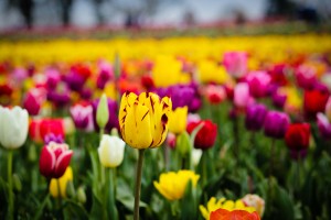 tulip field flowers