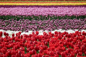 tulip fields colorful