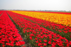 tulip fields red
