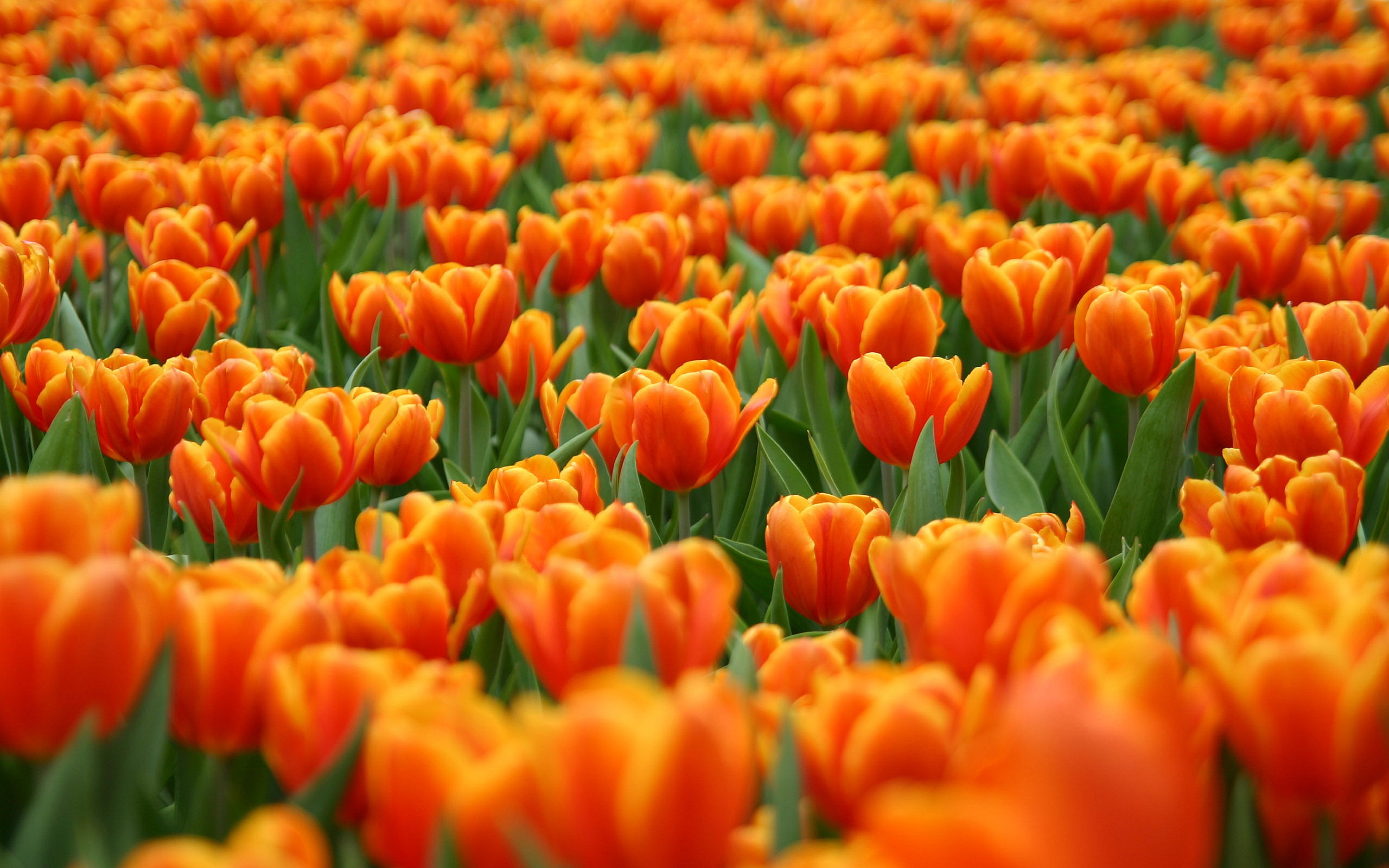tulip flower picture field