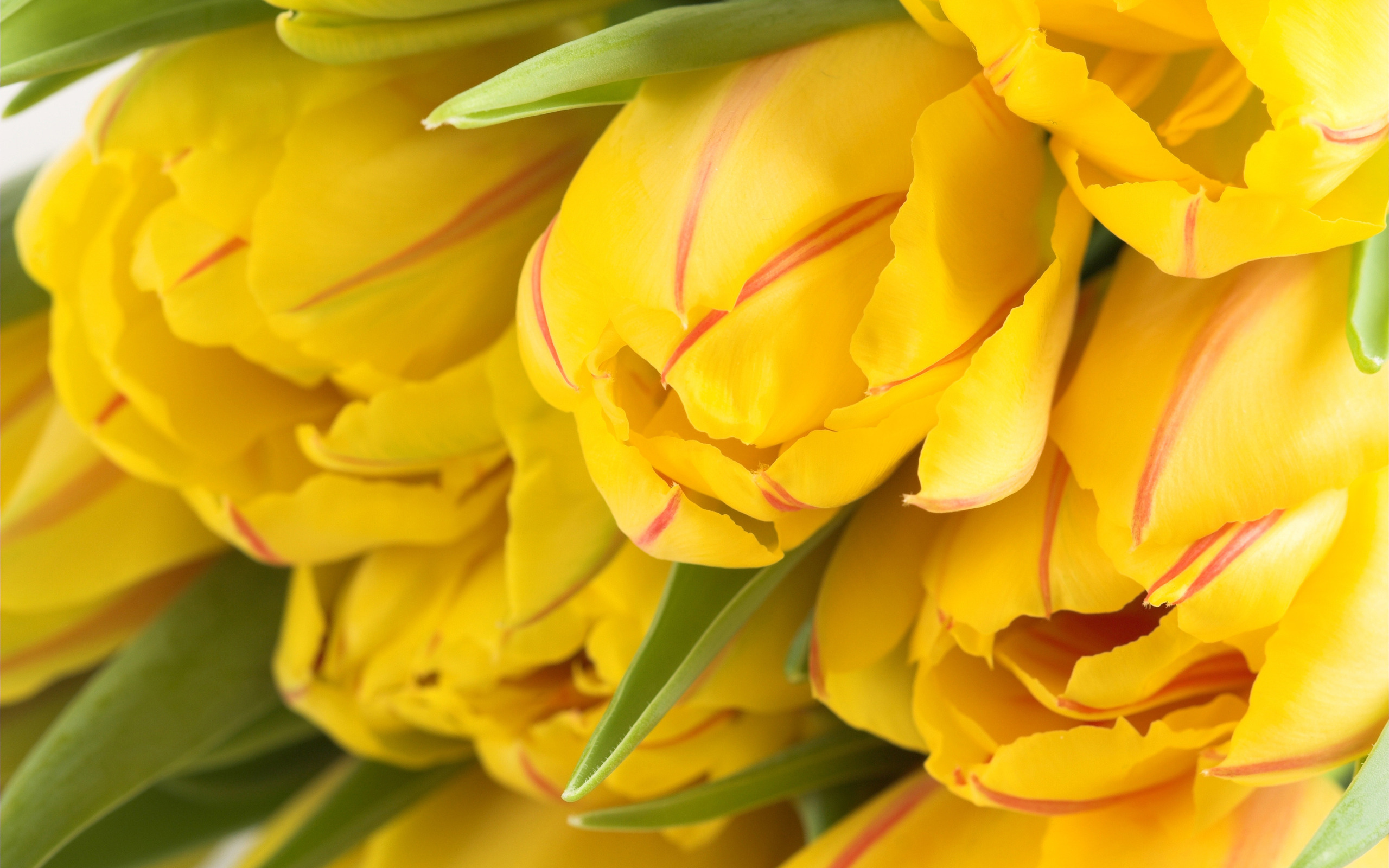 Yellow Day Lily - Flower Essences | Flower Remedies | Tree 