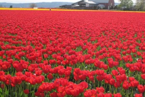 tulips pictures wallpaper red