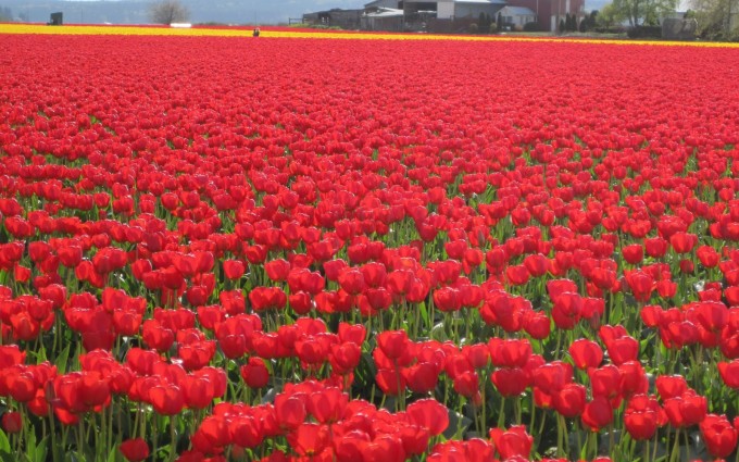 tulips pictures wallpaper red