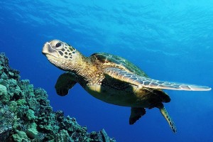 turtle images