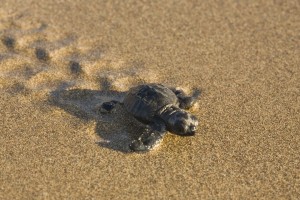 turtle pictures