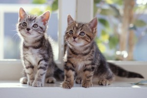 wallpaper cute cats1