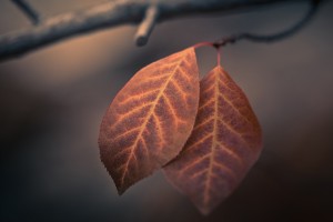 wallpaper leaves