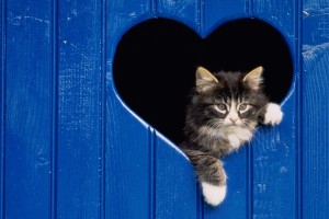 wallpaper of cats and kittens