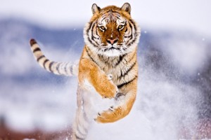 wallpaper tiger hd