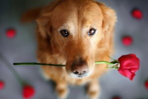 wallpapers cute dogs
