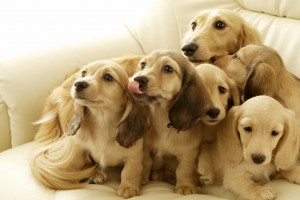 wallpapers cute puppies