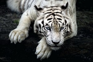 wallpapers of tiger white