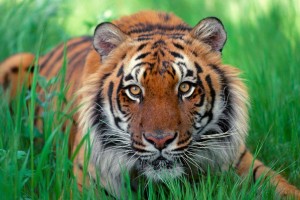 wallpapers of tigers