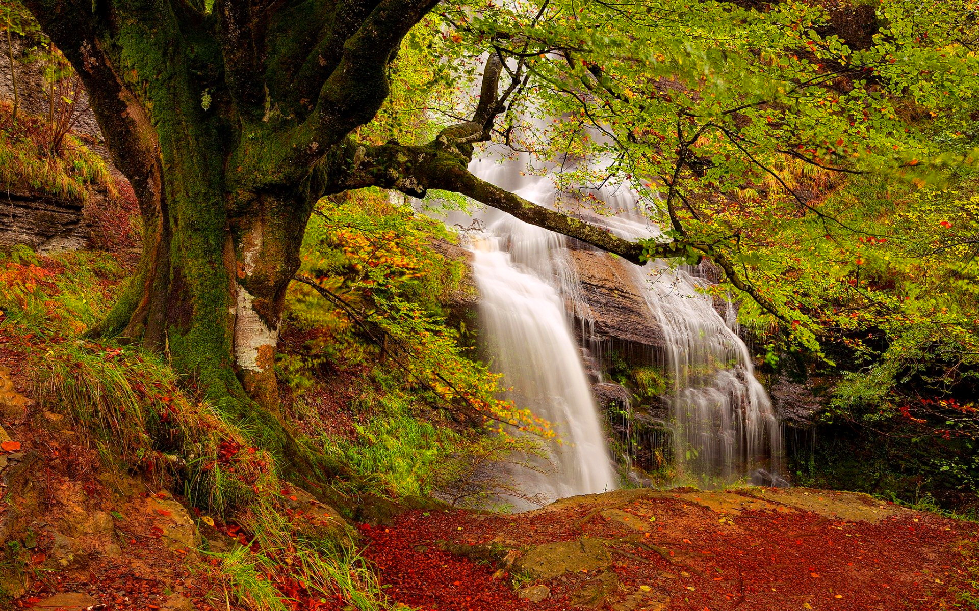 Forest Waterfall Wide Desktop Background - HD Desktop ...