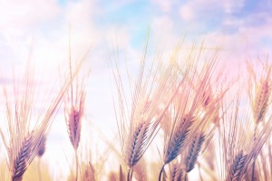 wheat nature