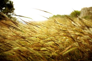 wheat wallpapers