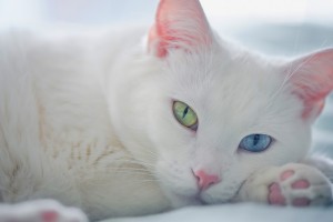 white cat eyes