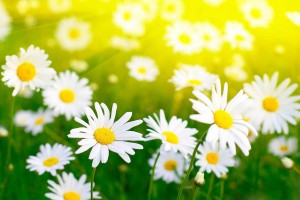 white daisies field