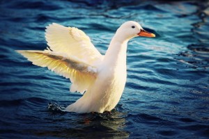 white duck images