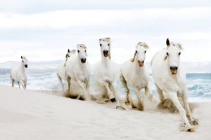 white horse beach