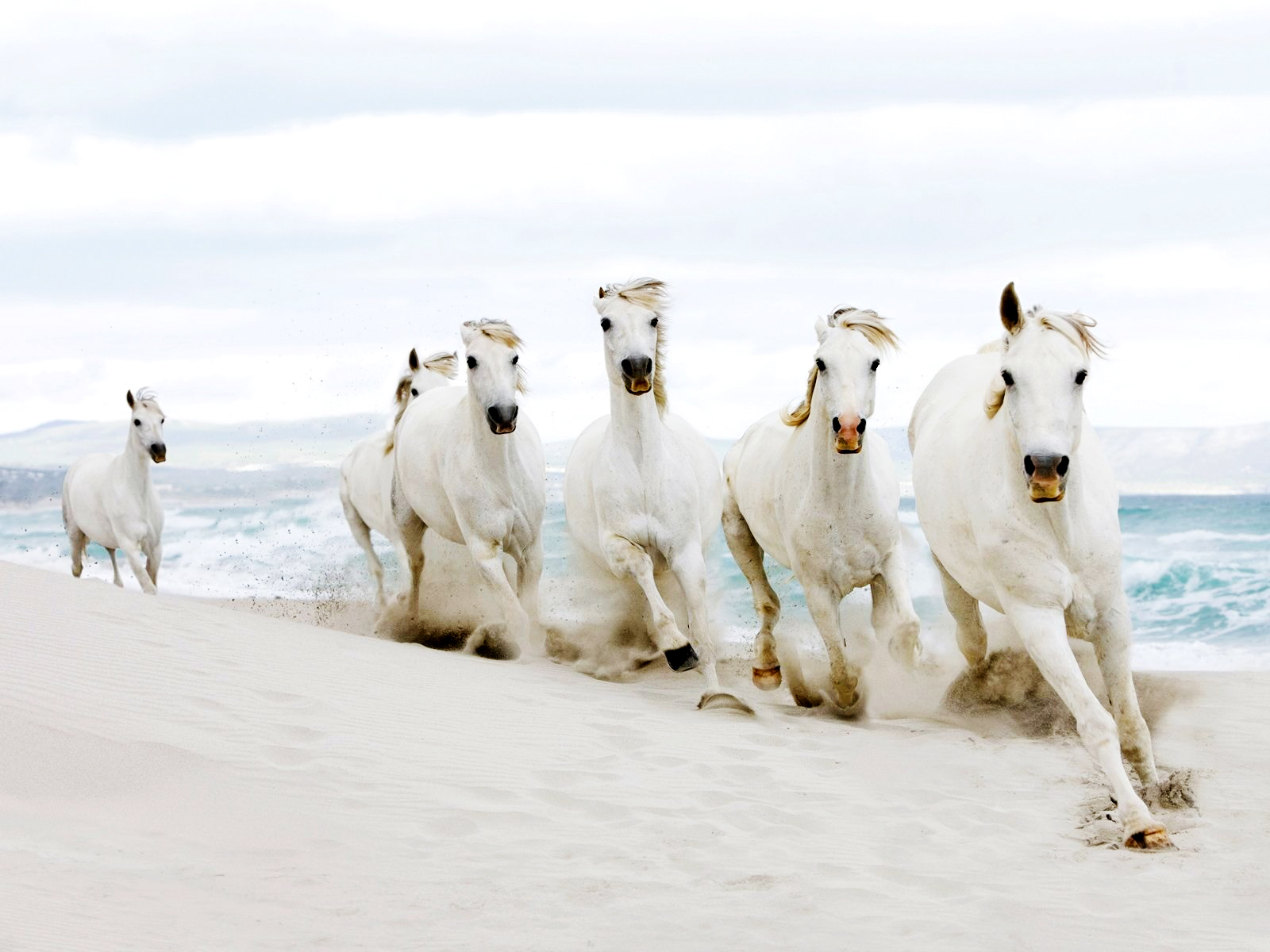white horse beach