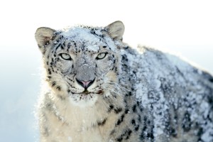 white leopard