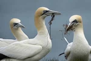 white ocean birds