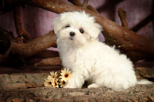 white puppies wallpapers