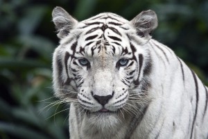 white tiger background