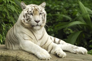 white tiger hd