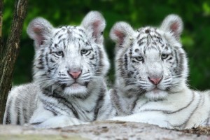 white tiger jungle
