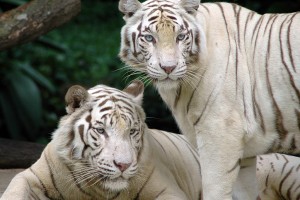 white tiger nature