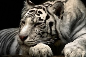 white tiger wallpaper free download