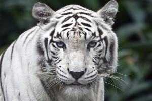 white tiger widescreen
