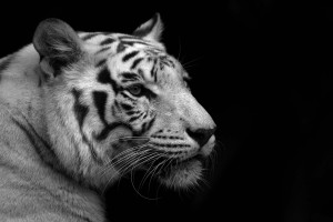 white tigers wallpapers