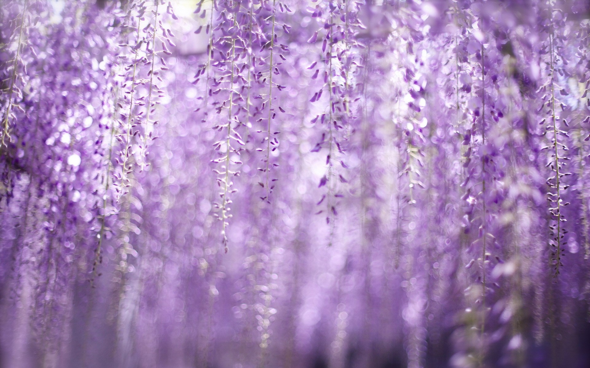 wisteria purple - HD Desktop Wallpapers | 4k HD