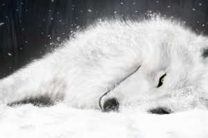 wolf pictures A6