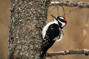 woodpecker background