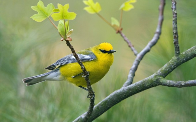 yellow bird wallpapers