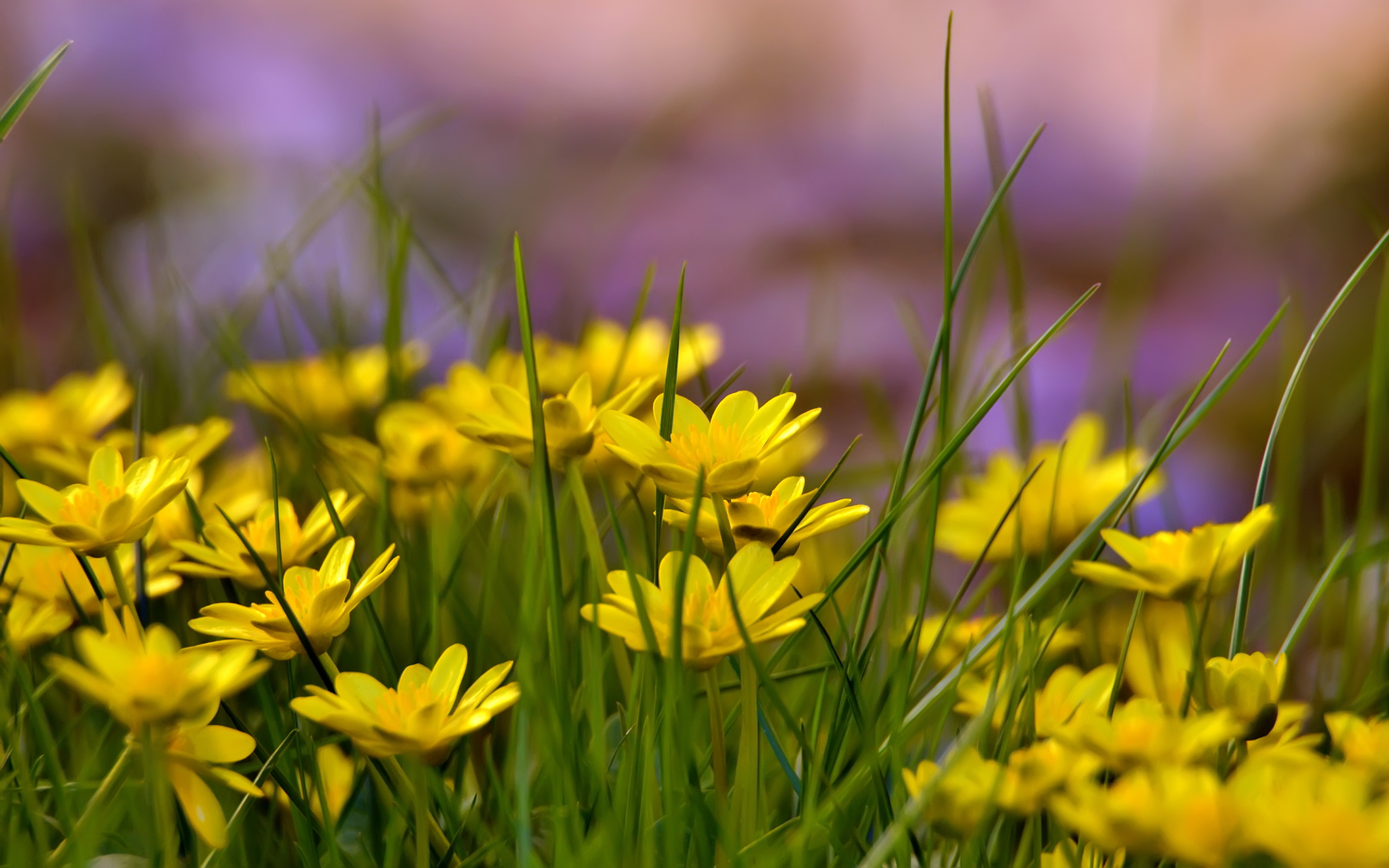 yellow flower field hd