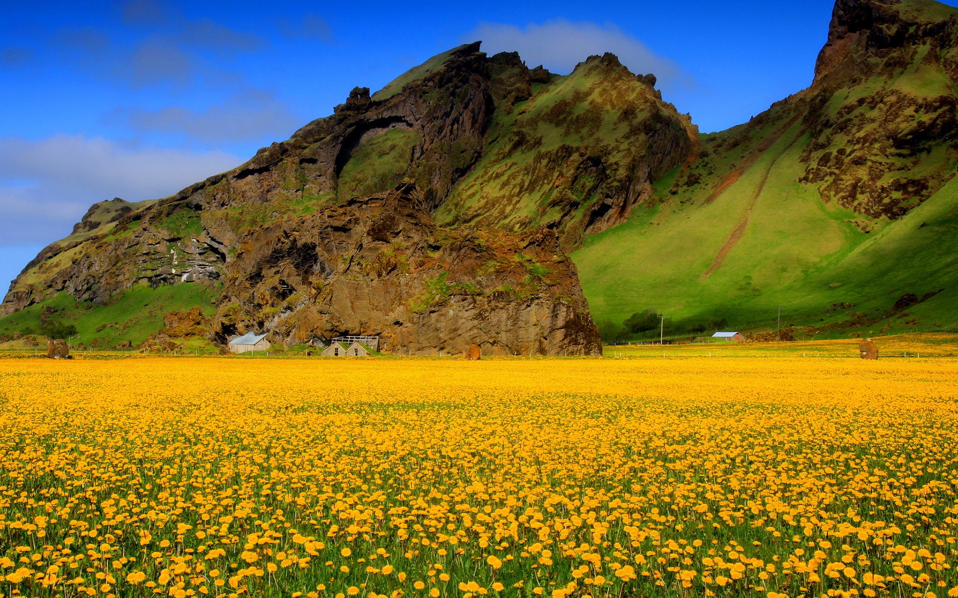 yellow flower field