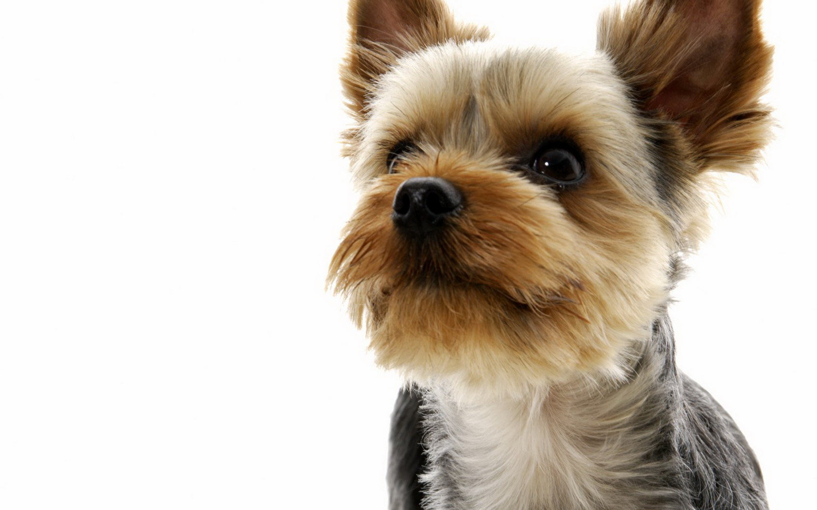 yorkie images