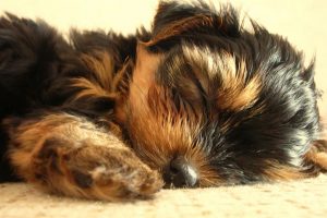 yorkie pictures