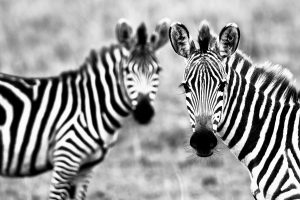 zebra cool