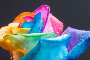 amazing flowers rainbow