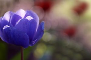 anemone flower hd