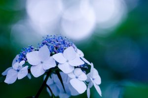 beautiful flower hydrangea